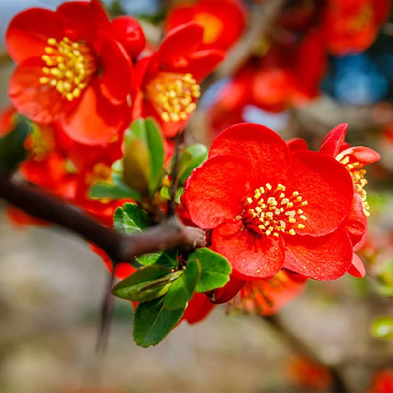 Orange quince blume samen for anpflanzung