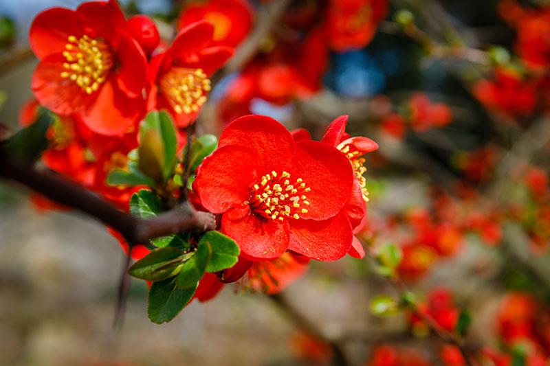 High germination orange quince samen
