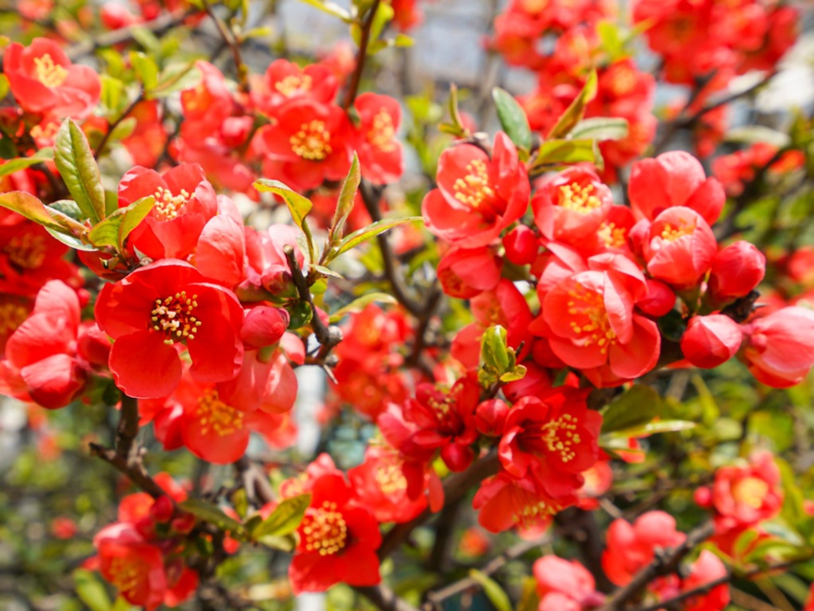 Ornamental orange quince flowering shrub