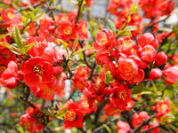 Ornamental orange quince flowering shrub