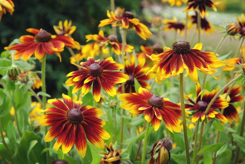 Non-gmo orange rudbeckia samen