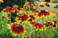 Non-gmo orange rudbeckia samen