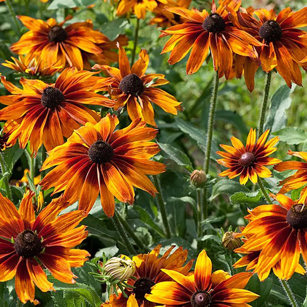 Ornamental orange rudbeckia pflanze