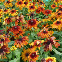Butterflies visiting orange rudbeckia blooms