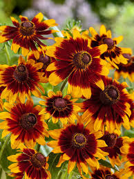 Orange rudbeckia blume samen for anpflanzung