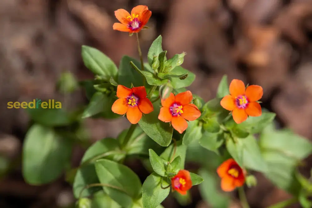 Non-gmo scarlet pimpernel samen