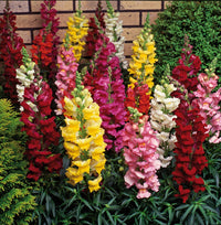 Orange snapdragons used as cut blumen