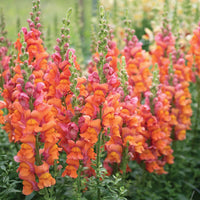 High germination orange snapdragon samen