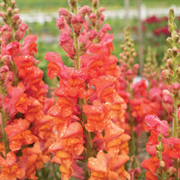 Non-gmo orange snapdragon samen