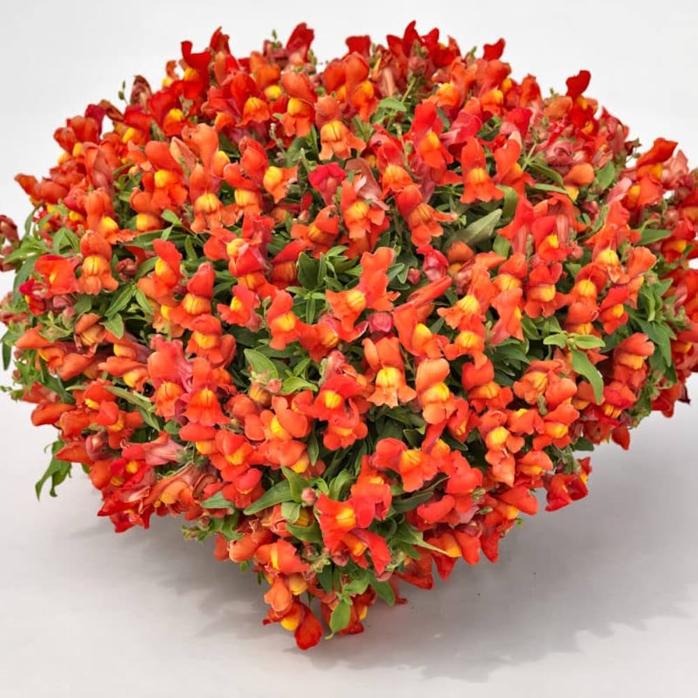 Ornamental orange snapdragon flowering pflanze