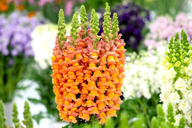 Orange snapdragon blume samen for anpflanzung