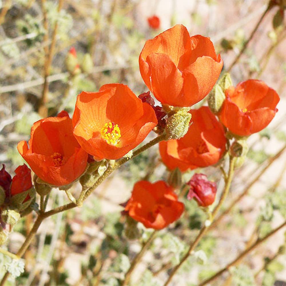 Non gmo orange sphaeralcea samen