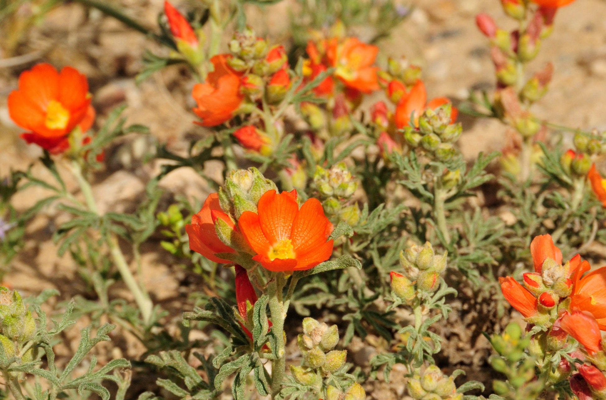 Ornamental orange sphaeralcea flowering pflanze