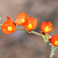 Orange sphaeralcea blume samen for anpflanzung