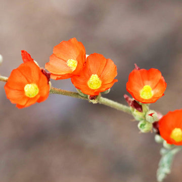 Orange sphaeralcea blume samen for anpflanzung