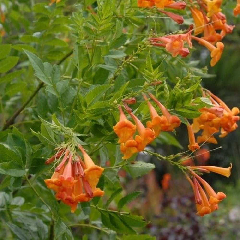 Non gmo orange tecoma jubilee samen