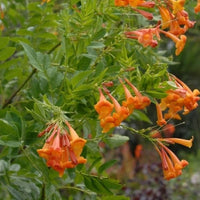 Non gmo orange tecoma jubilee samen