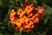 Ornamental orange tecoma jubilee flowering pflanze