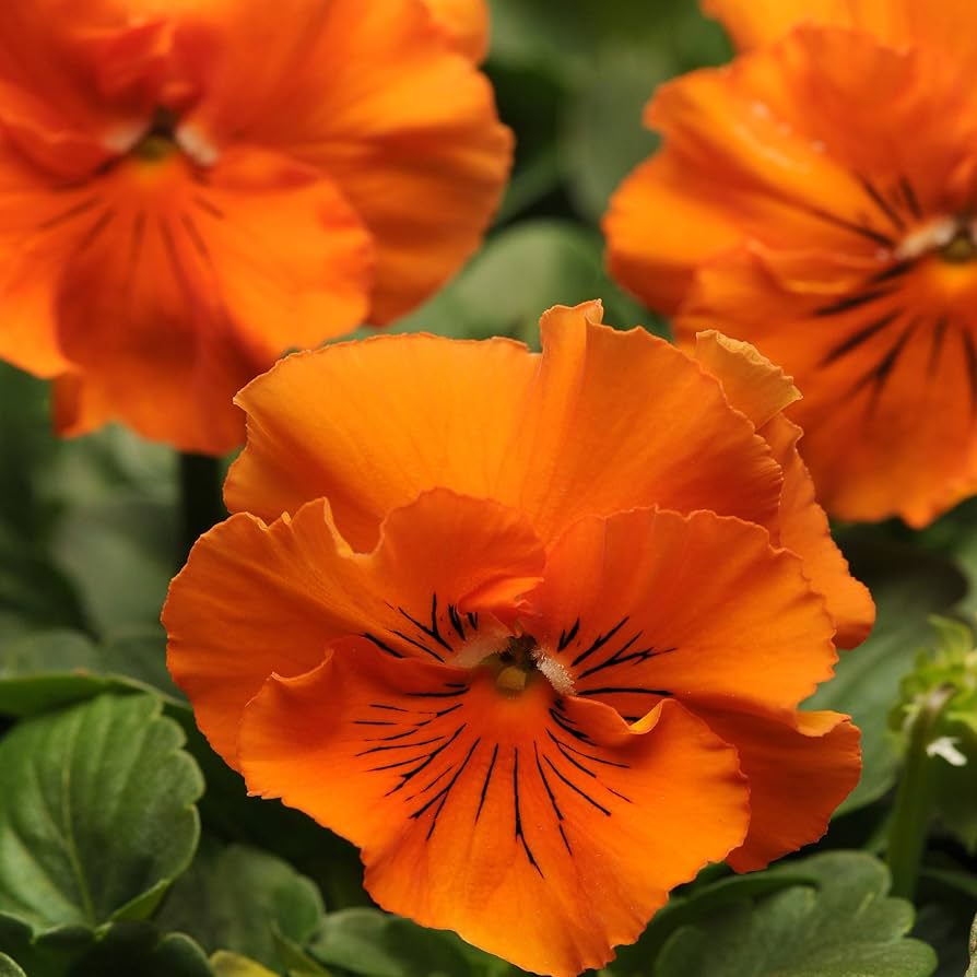 Non gmo orange violet pansy samen