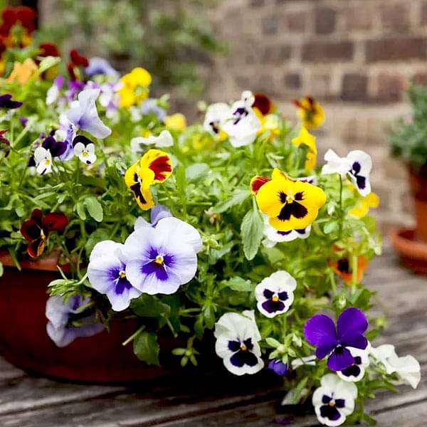 Ornamental orange violet pansy flowering pflanze