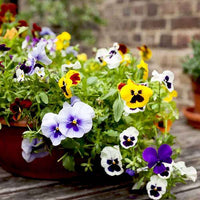 Ornamental orange violet pansy flowering pflanze
