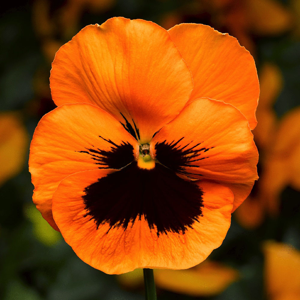 Orange violet pansy in winter garten