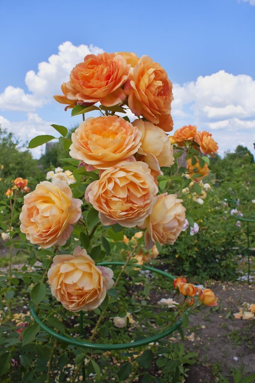 Non gmo orange weiß rose samen