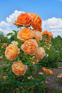 Non gmo orange weiß rose samen