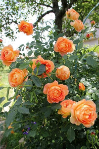 Ornamental orange weiß rose flowering pflanze
