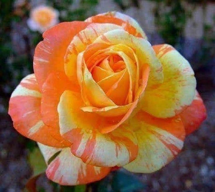 Orange weiß rose samen for anpflanzung