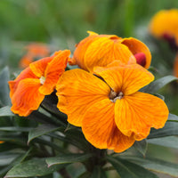 Orange Wallflower Blumensamen zur Aussaat – Drought verträglich – Traditionssorte & ohne Gentechnik Samen Hausgarten