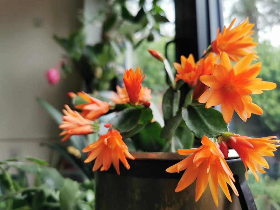 Non-gmo orange zygocactus samen

