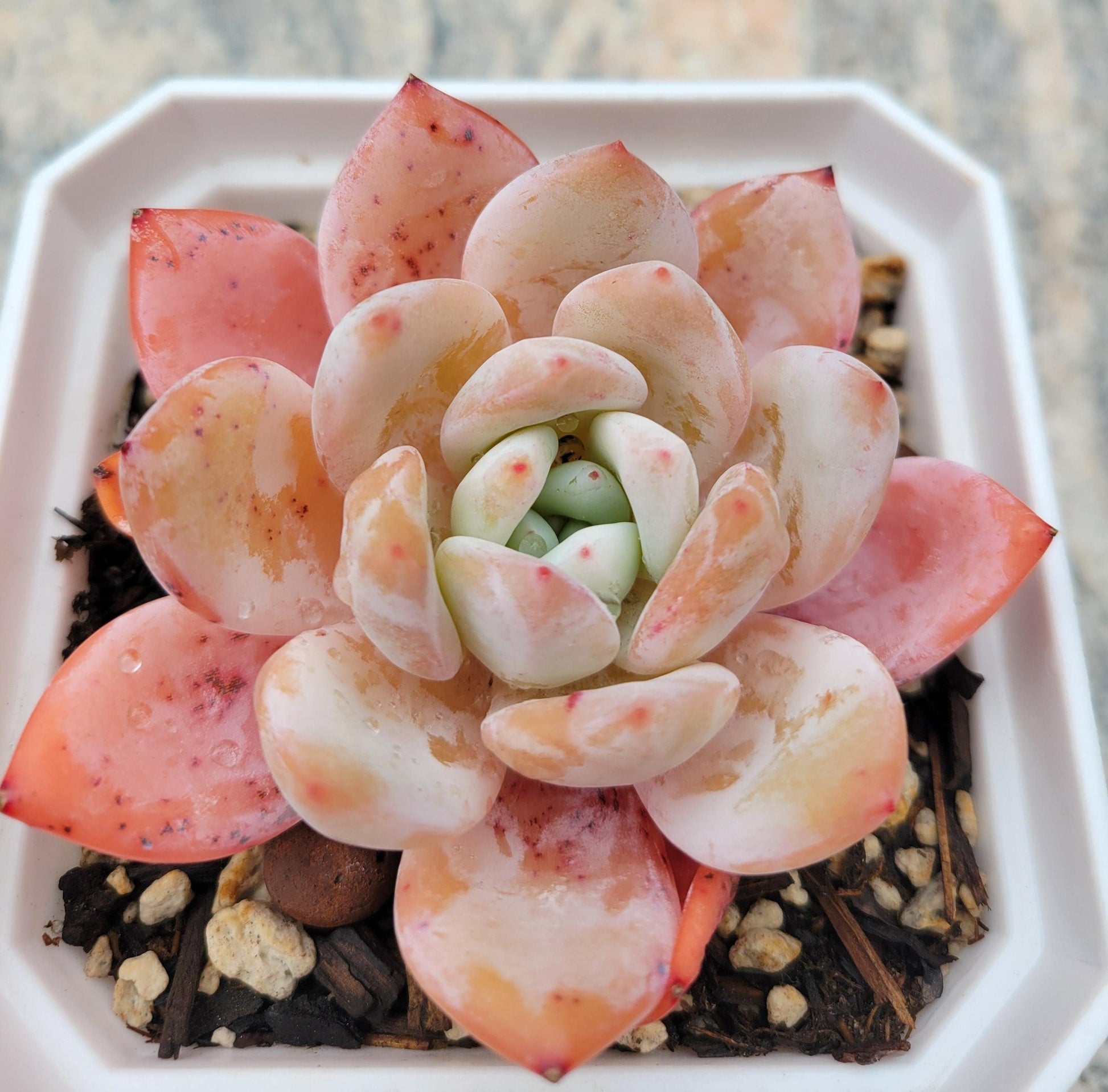 Orange echeveria succulent pflanzen for garten