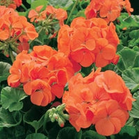 Orange and weiß geranium blume samen
