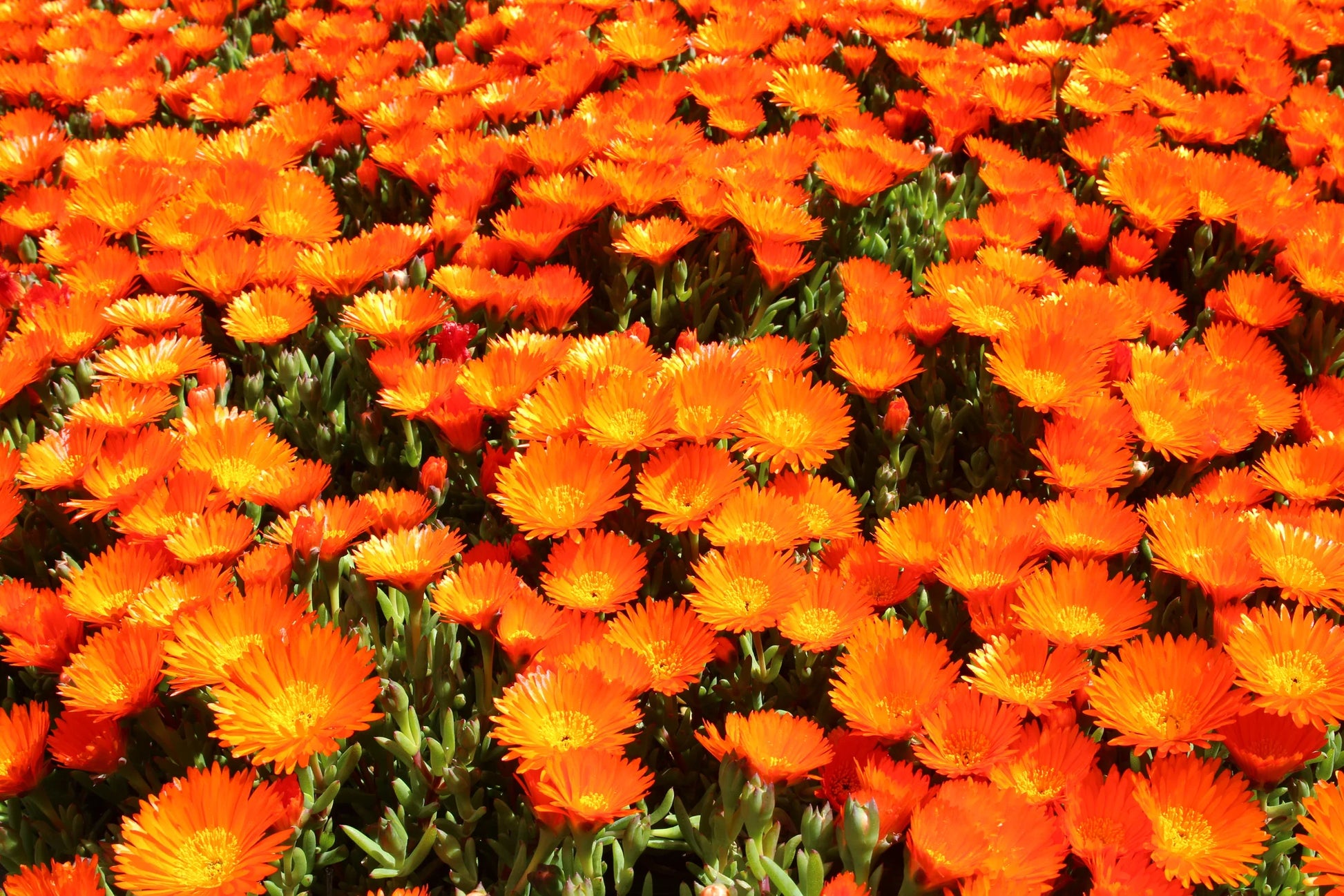 Orange Ice Pflanze Blumensamen zur Aussaat – kompakt Wuchs – Traditionssorte & ohne Gentechnik Samen Hausgarten