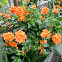 Crossandra Semi Blumensamen Aussaat Leitfaden leuchtend Blüten und üppig Greenery