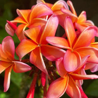 Orange Frangipani Blumensamen zur Aussaat Schnitt Blume beliebt Traditionssorte & ohne Gentechnik Samen Hausgarten