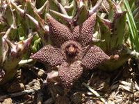 Orbea Cooperi Blumensamen zur Aussaat leuchtend Blüten Traditionssorte & ohne Gentechnik Samen Hausgarten