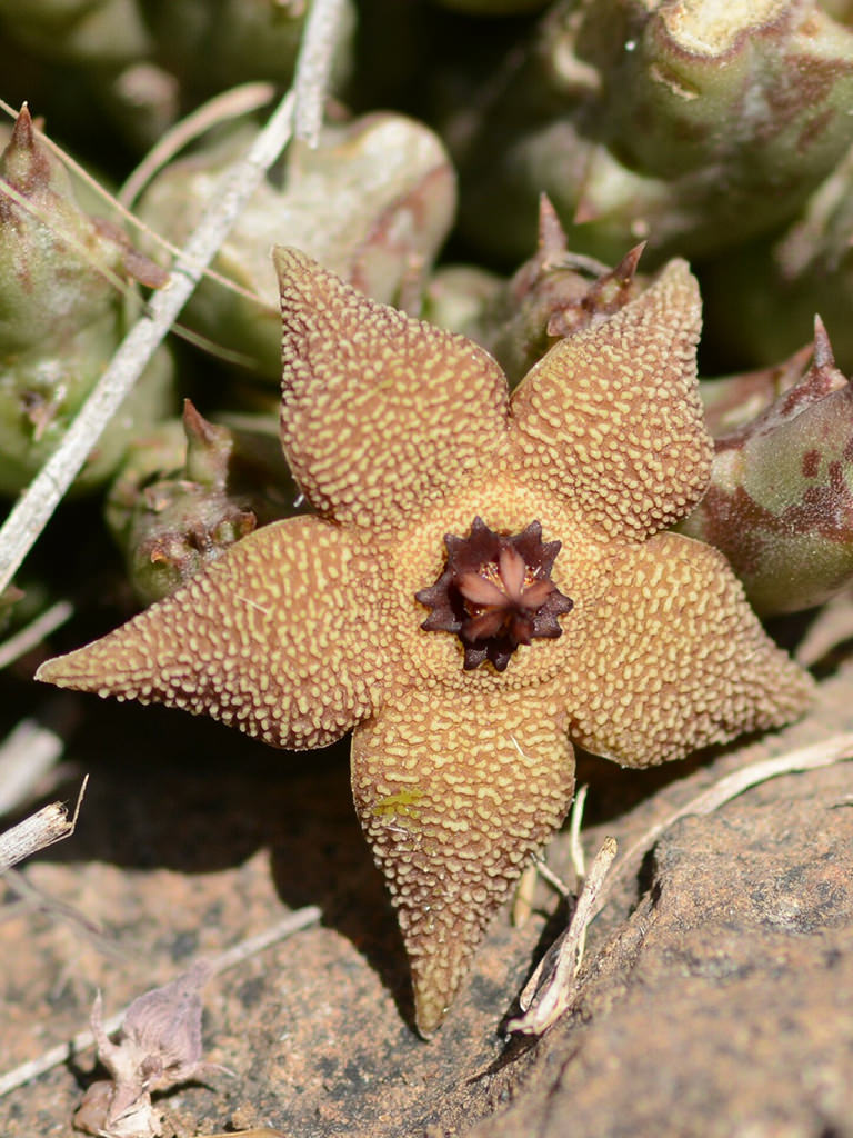 Orbea Cooperi Blumensamen zur Aussaat leuchtend Blüten Traditionssorte & ohne Gentechnik Samen Hausgarten
