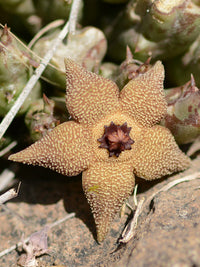 Orbea Cooperi Blumensamen zur Aussaat leuchtend Blüten Traditionssorte & ohne Gentechnik Samen Hausgarten
