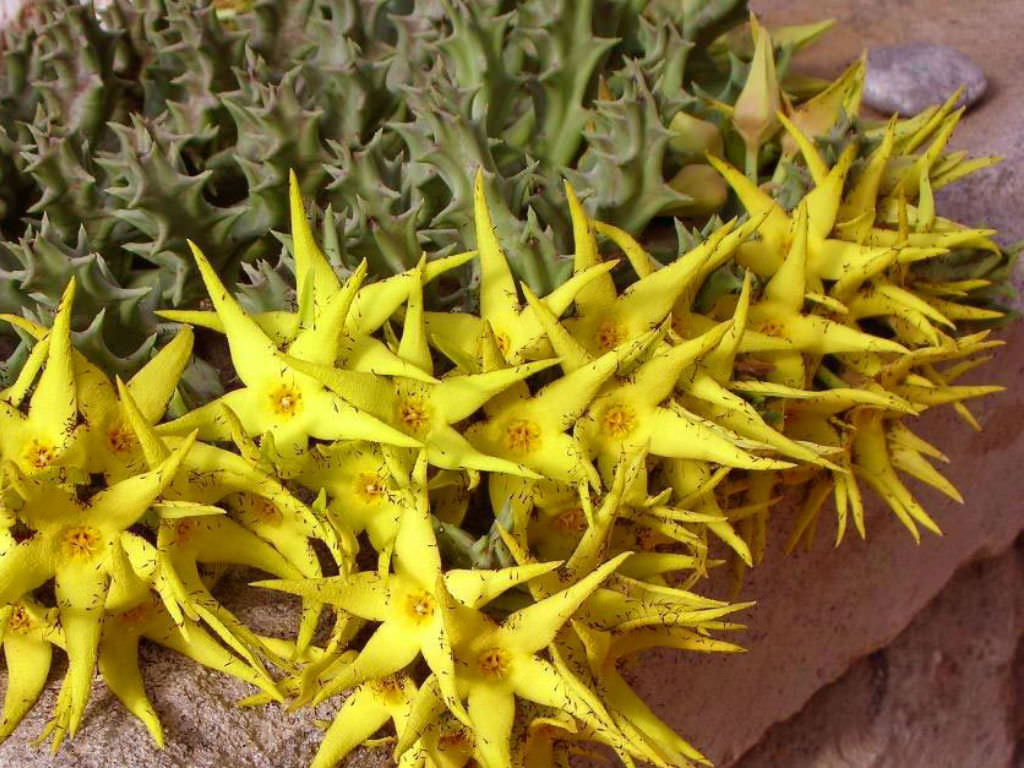 Orbea Lutea Succulent Blumensamen zur Aussaat pflegeleicht Traditionssorte & ohne Gentechnik Samen Hausgarten