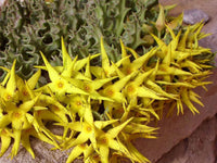 Orbea Lutea Succulent Blumensamen zur Aussaat pflegeleicht Traditionssorte & ohne Gentechnik Samen Hausgarten