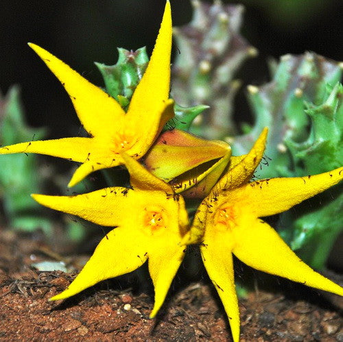 Orbea Lutea Succulent Blumensamen zur Aussaat pflegeleicht Traditionssorte & ohne Gentechnik Samen Hausgarten