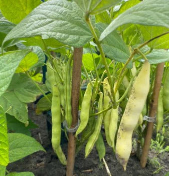 Schwarz Weiß Orka Beans  Planting Samen for Your Gemüse Garden