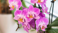 Gemischt Doritaenopsis Orchidee Blumensamen zur Aussaat – Drought verträglich – Traditionssorte & ohne Gentechnik Samen Hausgarten