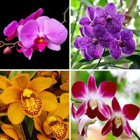 Mixed orchid garten samen for indoor anpflanzung