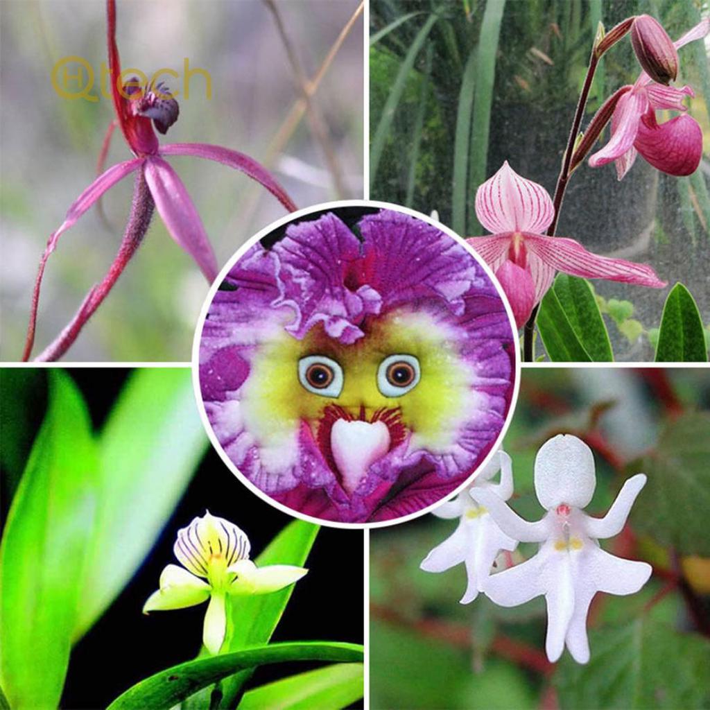Non gmo baby rosa face orchid anpflanzung samen