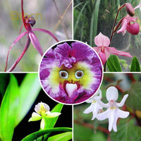 Non gmo baby rosa face orchid anpflanzung samen