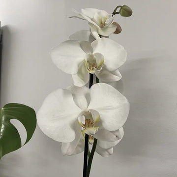Gray Schmetterlingsorchidee Orchidee Blumensamen Garten saisonal Dauerblüher Traditionssorte & ohne Gentechnik Samen Hausgarten