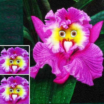  baby rosa face orchid samen for anpflanzung